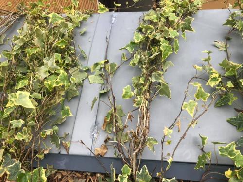 Rénovation de la place des manèges à Versailles